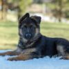 Image of Tiffany, a German Shepherd puppy