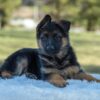Image of Tiffany, a German Shepherd puppy