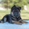 Image of Tiffany, a German Shepherd puppy