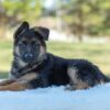 Image of Tiffany, a German Shepherd puppy