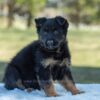 Image of Venus, a German Shepherd puppy