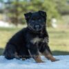Image of Venus, a German Shepherd puppy