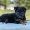 Image of Venus, a German Shepherd puppy