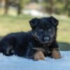Image of Venus, a German Shepherd puppy
