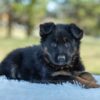 Image of Venus, a German Shepherd puppy