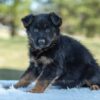 Image of Venus, a German Shepherd puppy