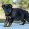 Image of Venus, a German Shepherd puppy