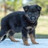 Image of Venus, a German Shepherd puppy