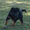 Image of Venus, a German Shepherd puppy