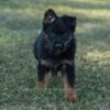 Image of Venus, a German Shepherd puppy