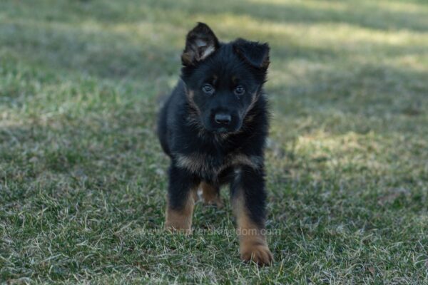 Image of Venus, a German Shepherd puppy