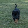 Image of Venus, a German Shepherd puppy
