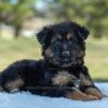 Image of Virginia, a German Shepherd puppy