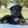 Image of Virginia, a German Shepherd puppy