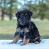 Image of Virginia, a German Shepherd puppy