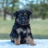 Image of Virginia, a German Shepherd puppy