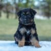 Image of Virginia, a German Shepherd puppy