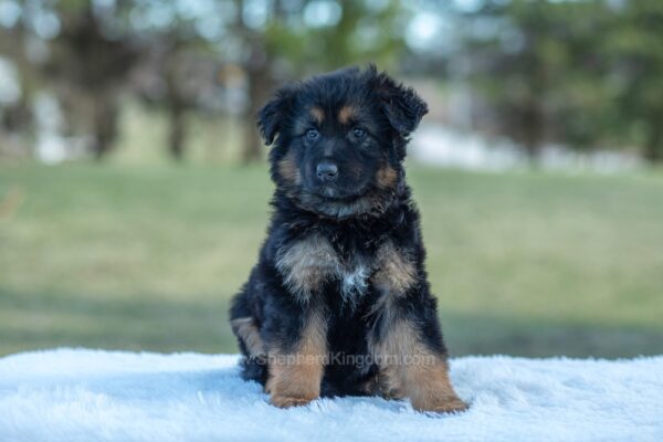 Image of Virginia, a German Shepherd puppy