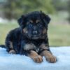 Image of Virginia, a German Shepherd puppy