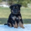 Image of Virginia, a German Shepherd puppy
