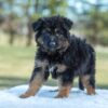 Image of Virginia, a German Shepherd puppy