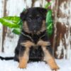 Image of Alexis, a German Shepherd puppy