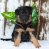 Image of Alexis, a German Shepherd puppy