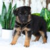 Image of Alexis, a German Shepherd puppy