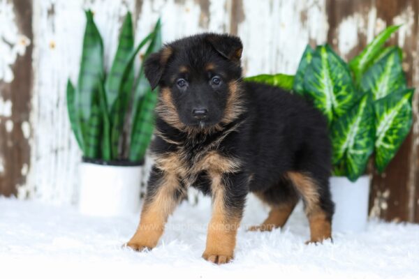 Image of Alexis, a German Shepherd puppy