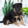 Image of Alexis, a German Shepherd puppy