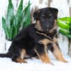 Image of Alexis, a German Shepherd puppy