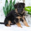 Image of Alexis, a German Shepherd puppy