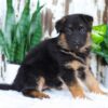 Image of Alexis, a German Shepherd puppy