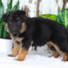 Image of Alexis, a German Shepherd puppy