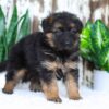 Image of Alice, a German Shepherd puppy