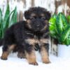 Image of Alice, a German Shepherd puppy