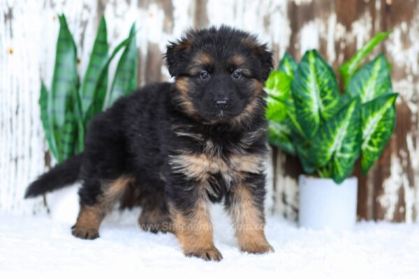 Image of Alice, a German Shepherd puppy