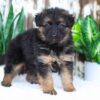 Image of Alice, a German Shepherd puppy