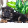 Image of Alice, a German Shepherd puppy