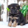 Image of Alice, a German Shepherd puppy