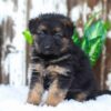 Image of Alice, a German Shepherd puppy