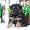 Image of Alice, a German Shepherd puppy