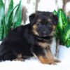 Image of Amelia, a German Shepherd puppy