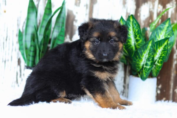Image of Amelia, a German Shepherd puppy