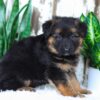 Image of Amelia, a German Shepherd puppy