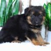 Image of Amelia, a German Shepherd puppy