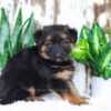 Image of Amelia, a German Shepherd puppy