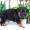 Image of Amelia, a German Shepherd puppy