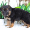Image of Amelia, a German Shepherd puppy