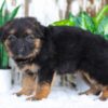 Image of Amelia, a German Shepherd puppy